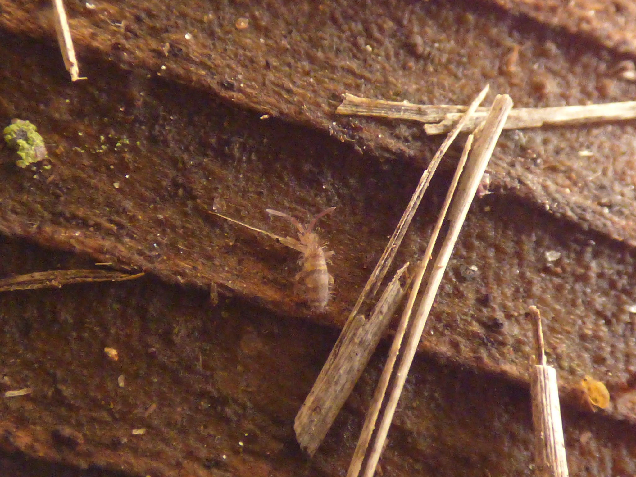 Homidia sauteri (C.Börner, 1909)