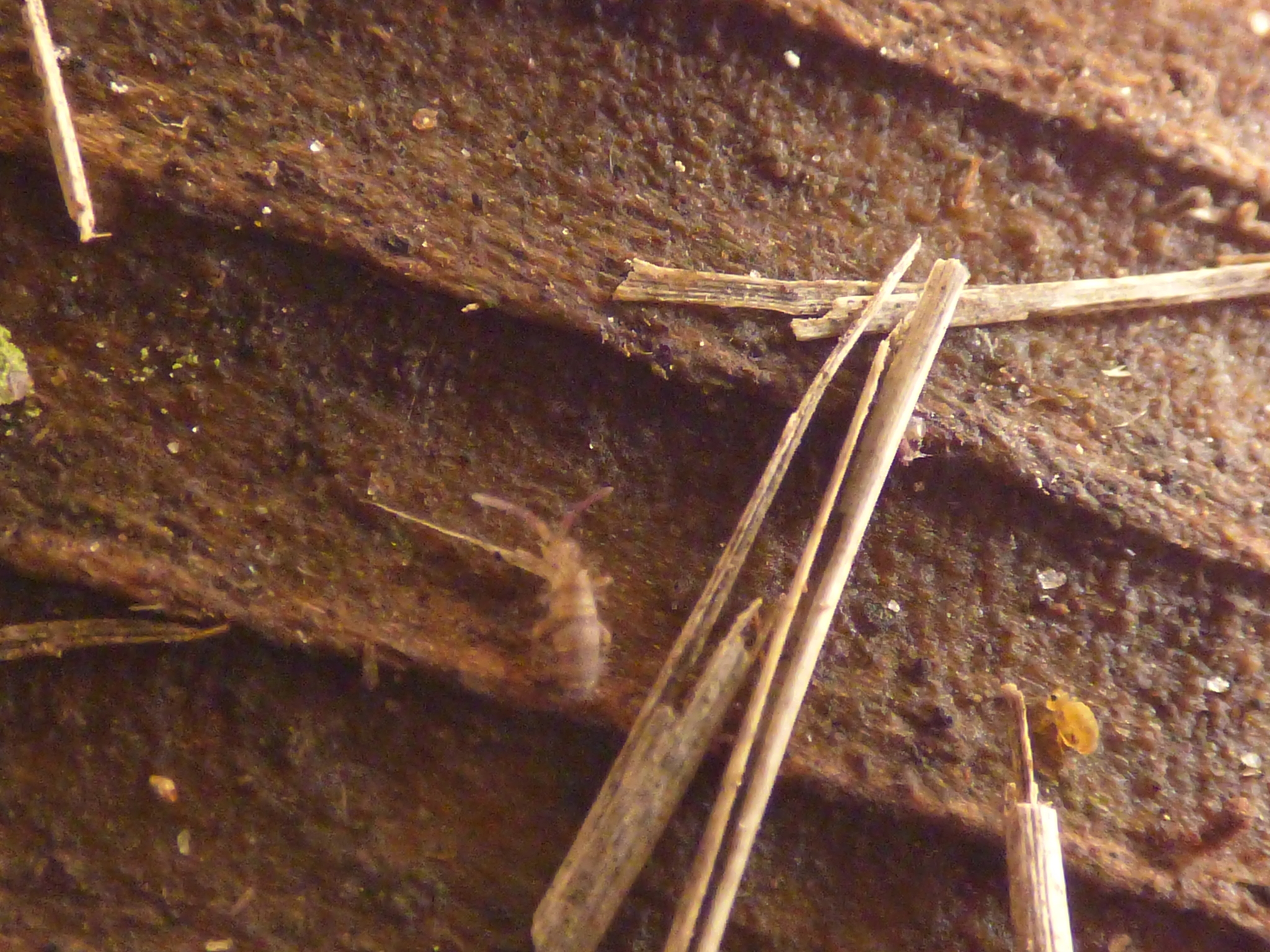 Homidia sauteri (C.Börner, 1909)