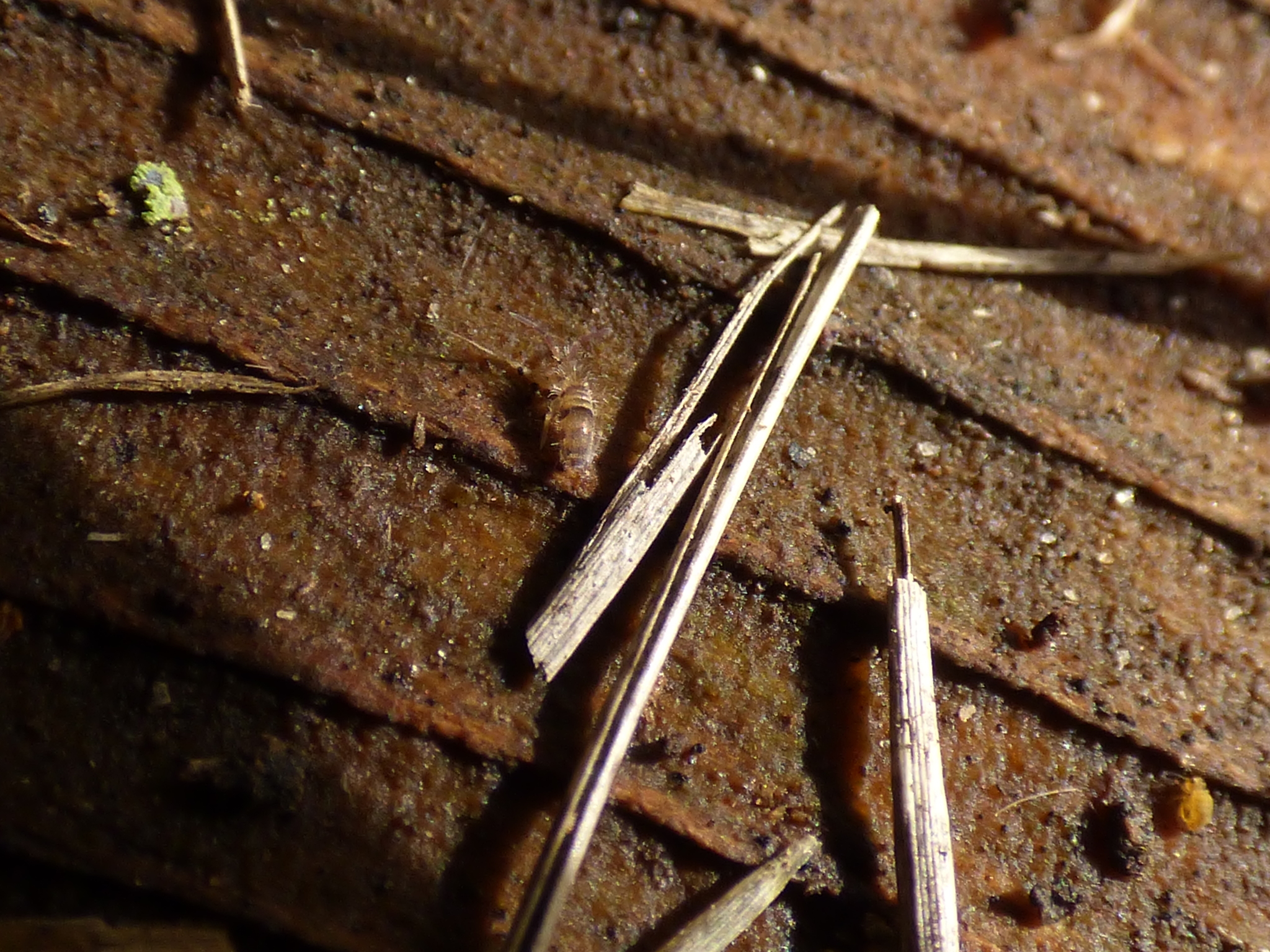 Homidia sauteri (C.Börner, 1909)