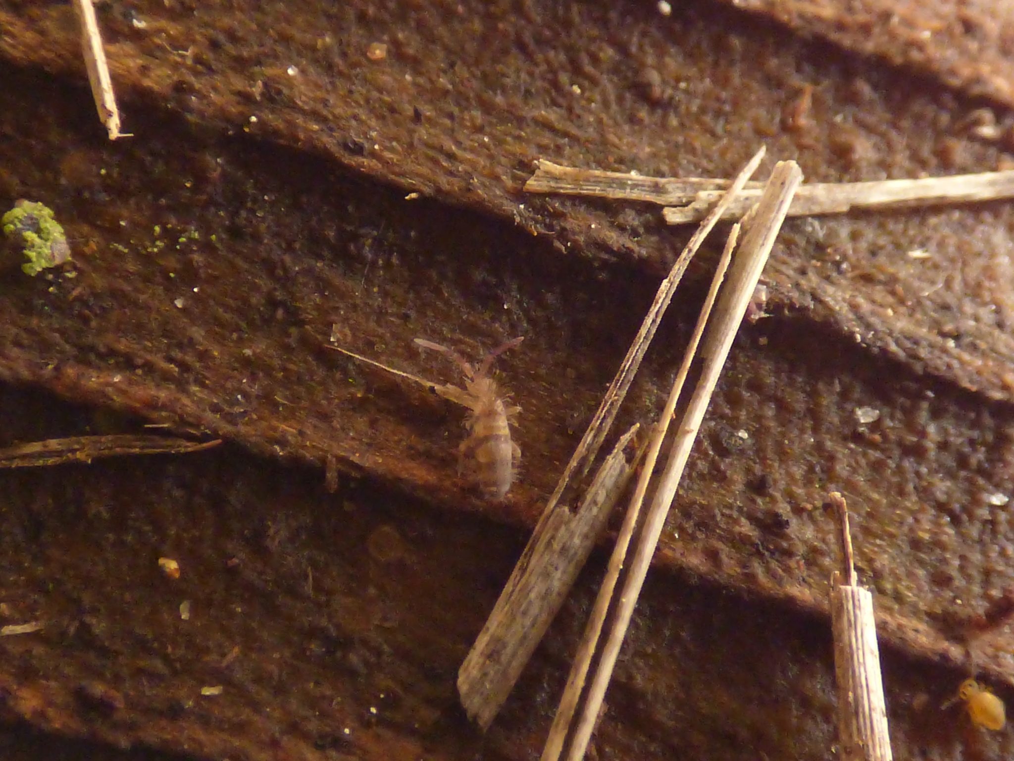 Homidia sauteri (C.Börner, 1909)