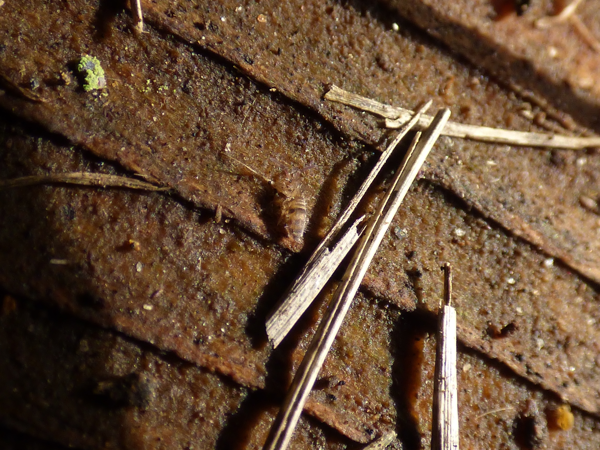 Homidia sauteri (C.Börner, 1909)