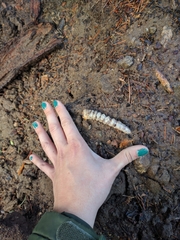 Prionus californicus