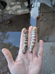 Prionus californicus