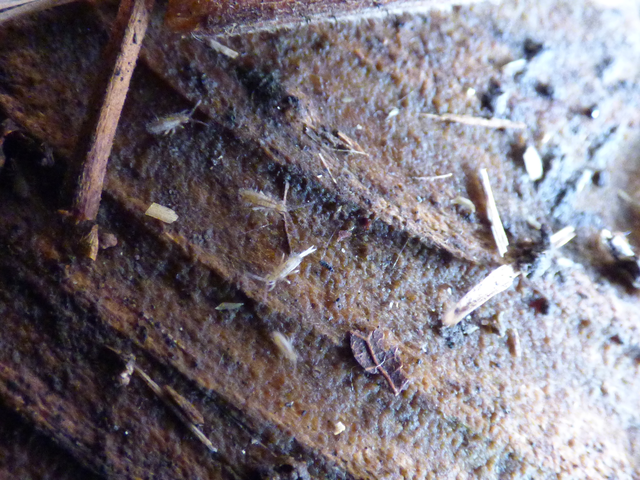 Homidia socia Denis, 1929