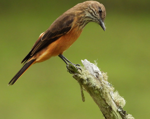 Streak-throated Bush Tyrant (Myiotheretes striaticollis), photo 2