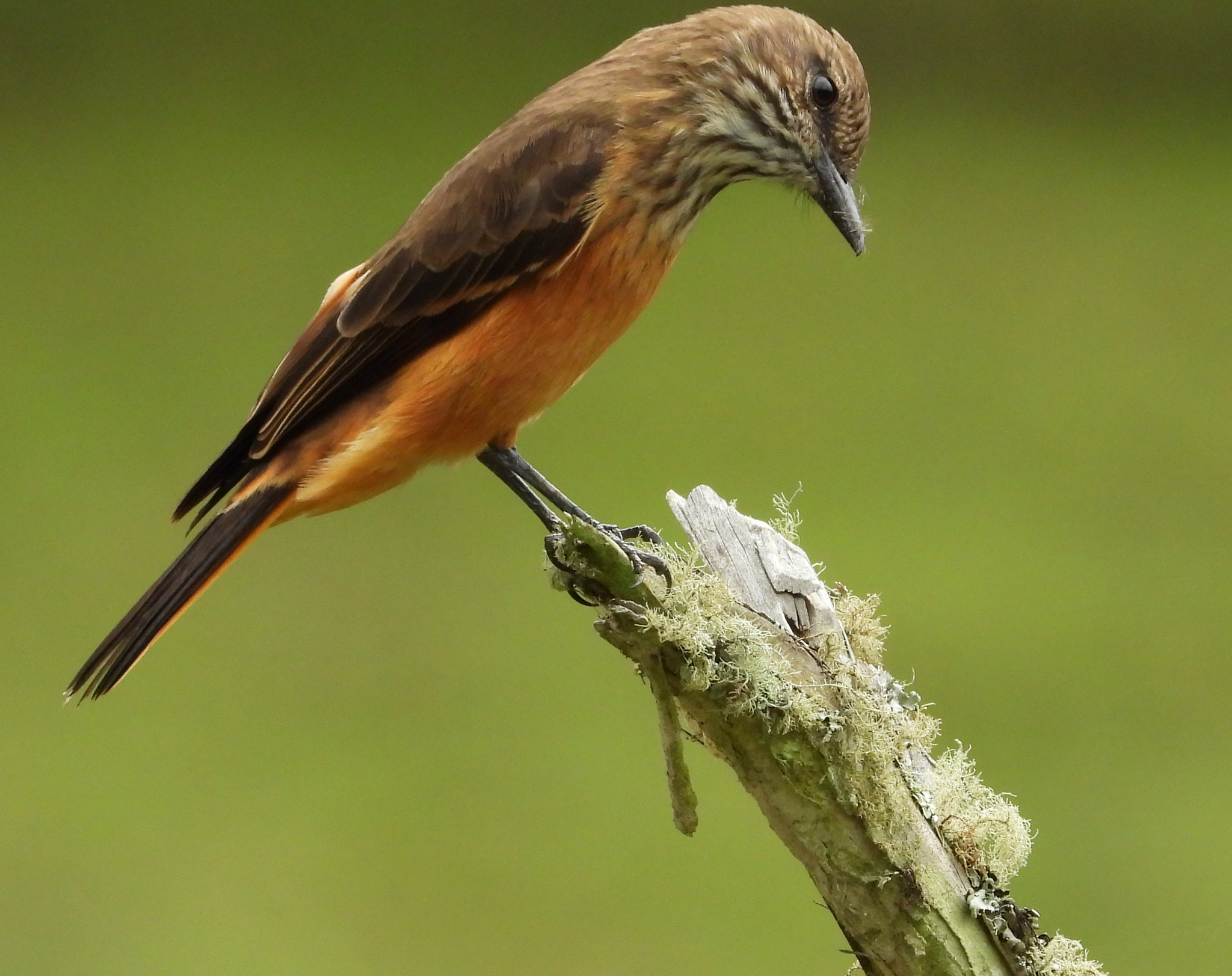 Streak-throated Bush Tyrant (Myiotheretes striaticollis), photo 2