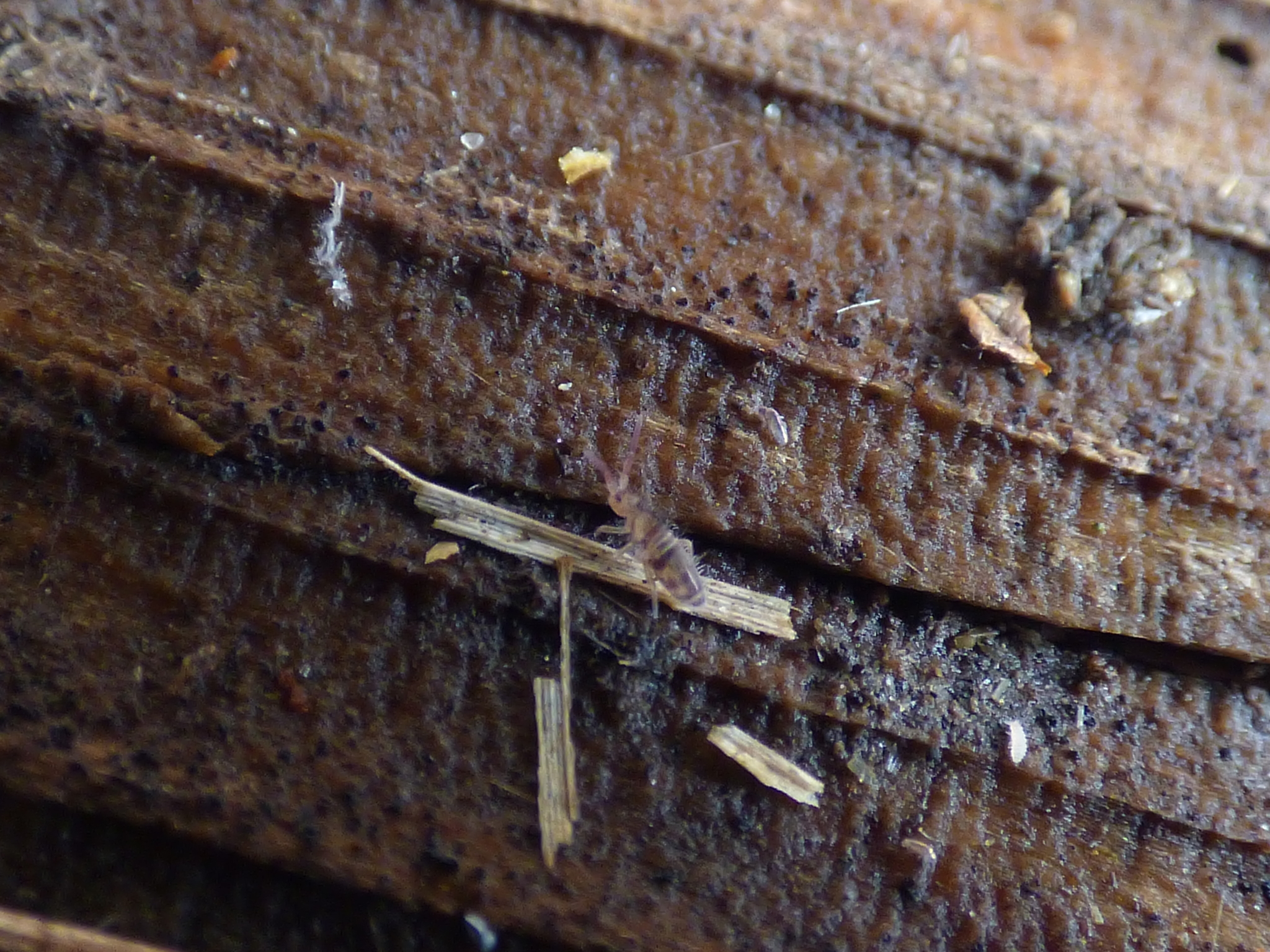 Homidia sauteri (C.Börner, 1909)