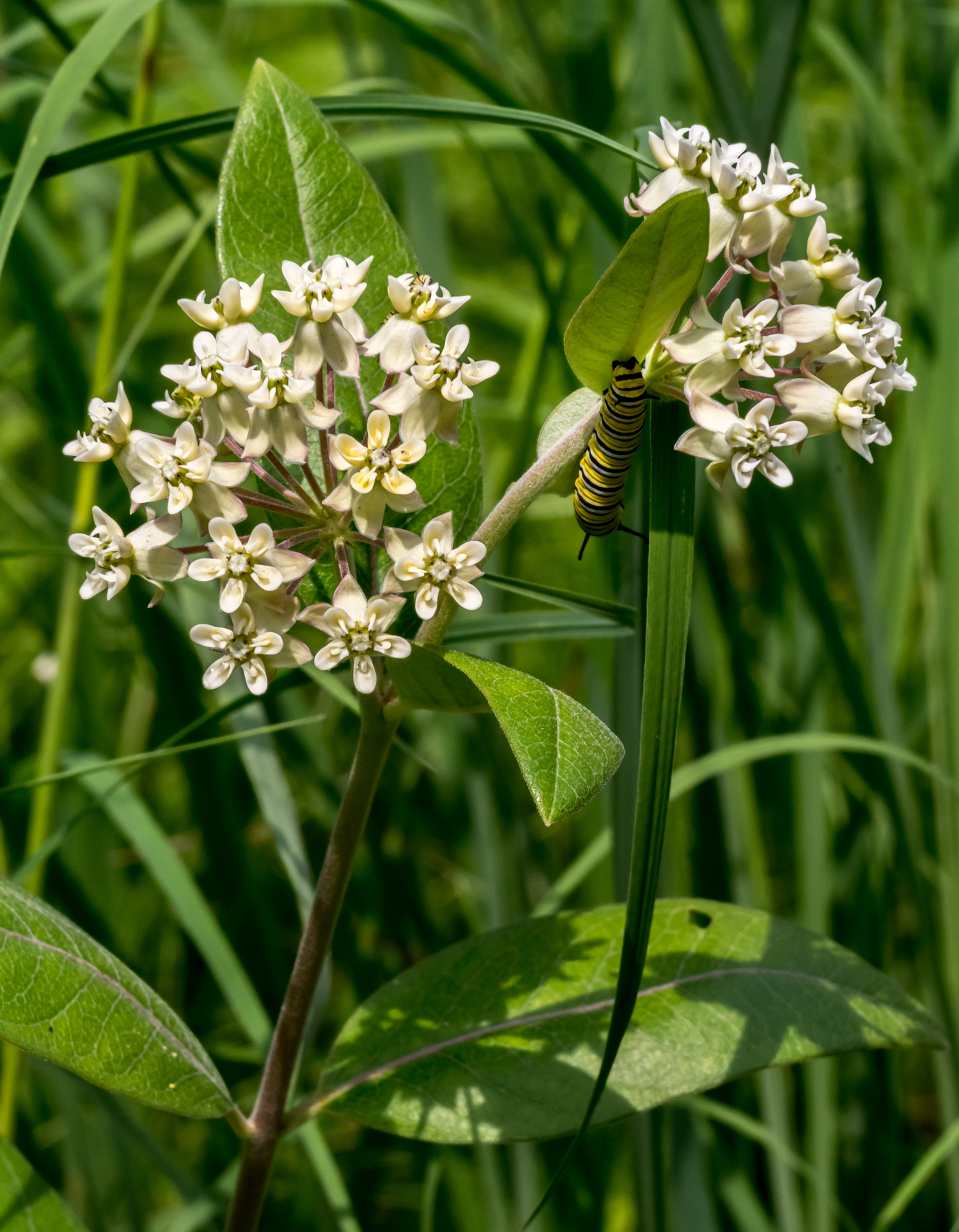 Asclepias ovalifolia