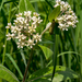 Asclepias ovalifolia - Photo (c) Janet Nelson,  זכויות יוצרים חלקיות (CC BY-NC-ND), הועלה על ידי Janet Nelson