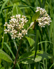 Oval-leaved Milkweed - Photo (c) Janet Nelson, some rights reserved (CC BY-NC-ND), uploaded by Janet Nelson