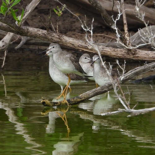 Lesser Yellowlegs (Tringa flavipes), photo 3