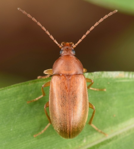 Isomira sericea