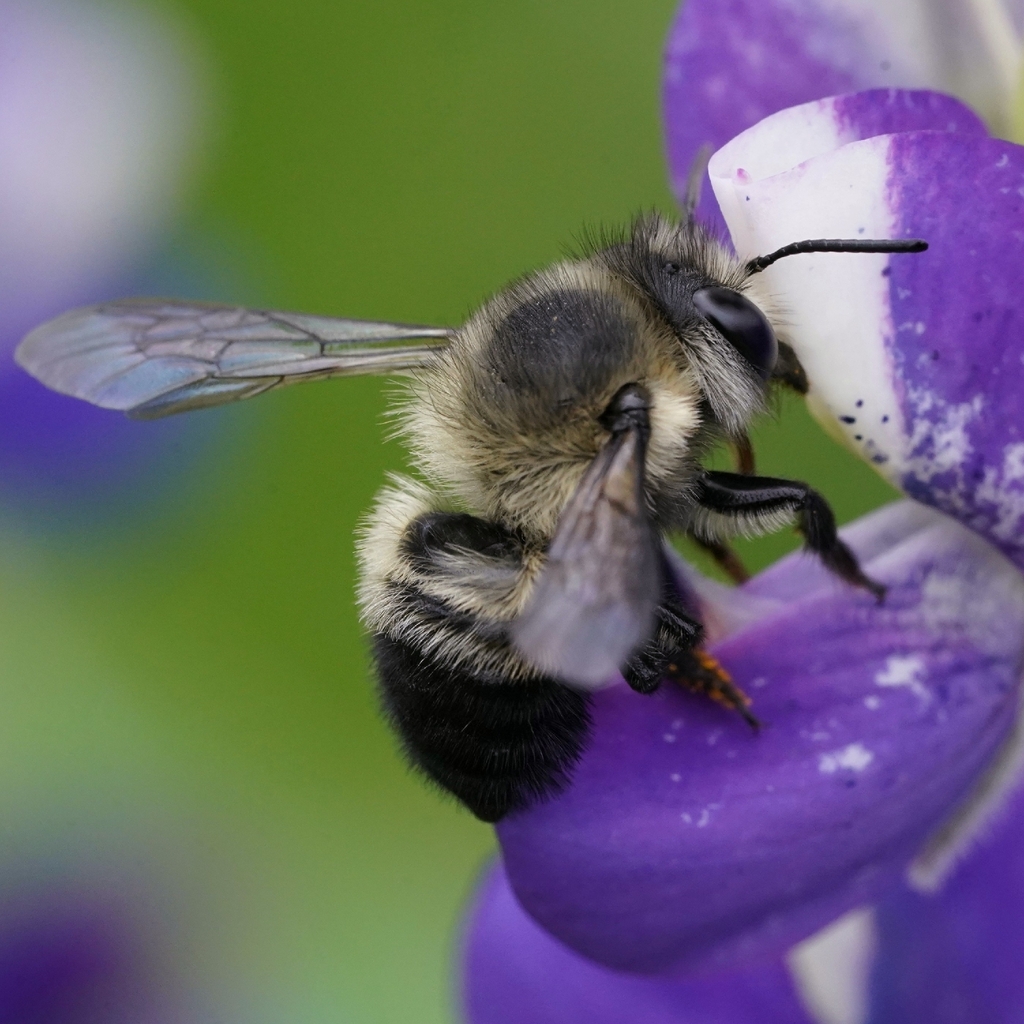 Megachile antisanellae