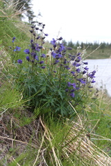 Delphinium middendorffii