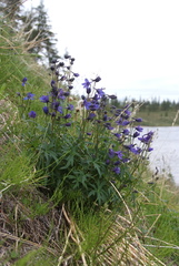 Delphinium middendorffii