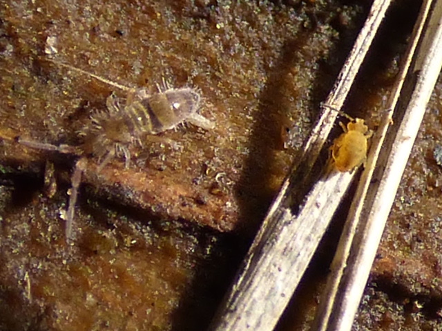 Homidia sauteri (C.Börner, 1909)