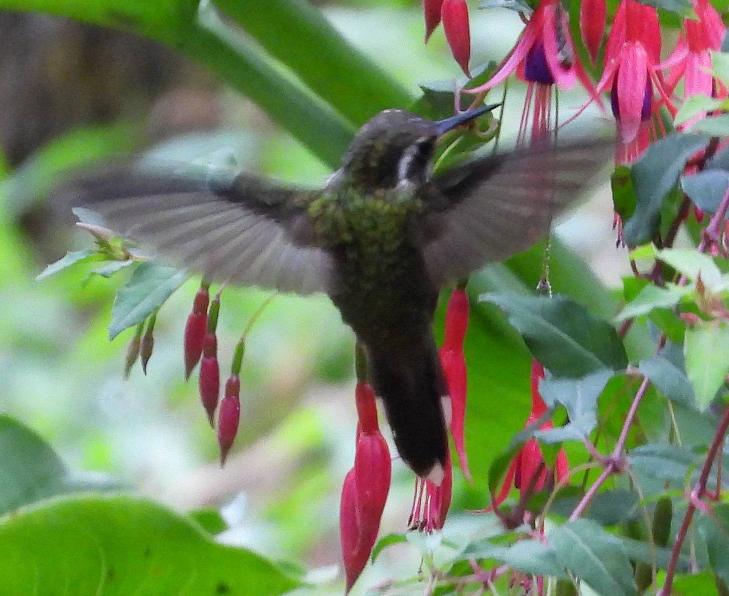 Speckled Hummingbird (Adelomyia melanogenys), photo 3