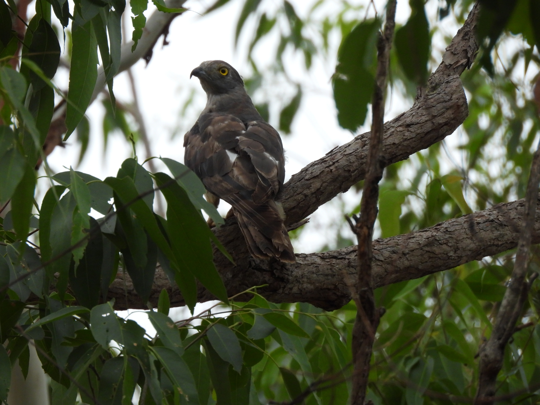 Pacific Baza (Aviceda subcristata), photo 6