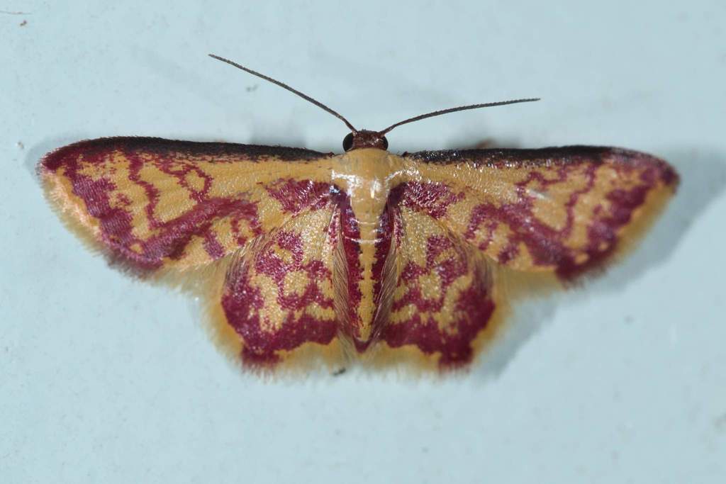 Tricentrogyna colligata