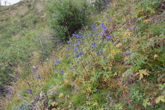 Delphinium middendorffii