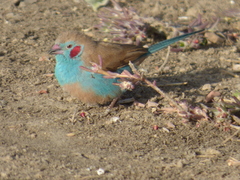 Red-Cheeked Cordonbleu photo 2