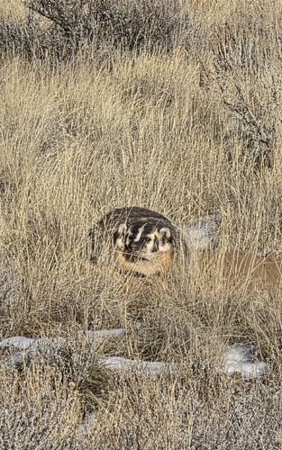 American Badger observed by mk_04
