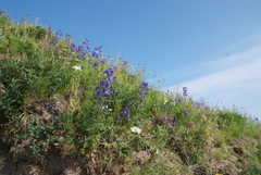 Delphinium middendorffii