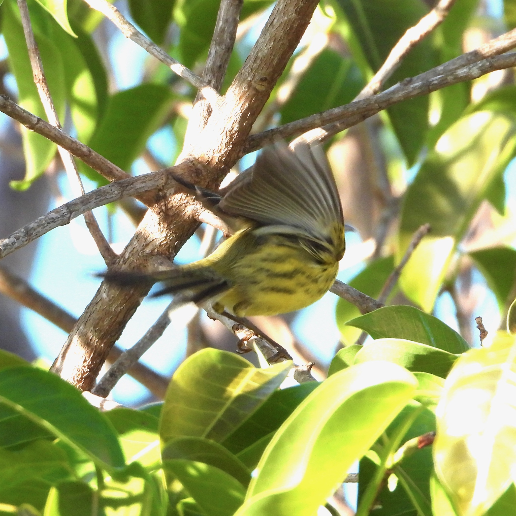 Prairie Warbler (Setophaga discolor), photo 5