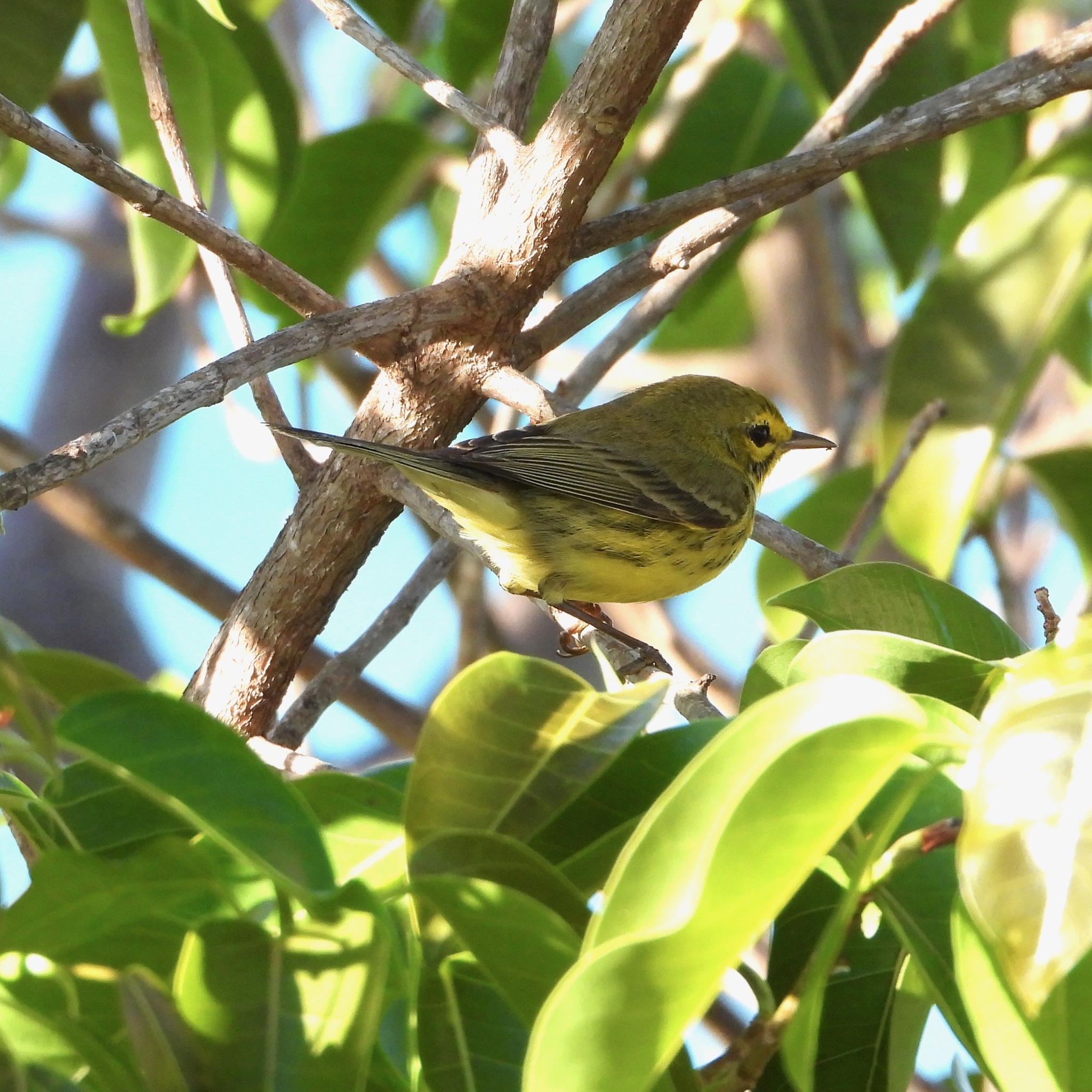 Prairie Warbler (Setophaga discolor), photo 4