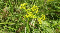 Patrinia scabiosifolia