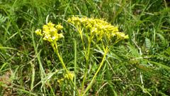 Patrinia scabiosifolia