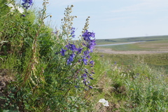 Delphinium middendorffii