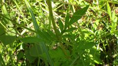 Patrinia scabiosifolia