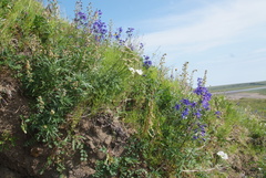 Delphinium middendorffii