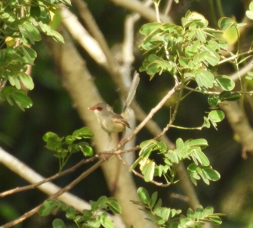 Variegated Fairywren (Malurus lamberti), photo 9