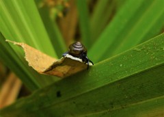 Euconulidae