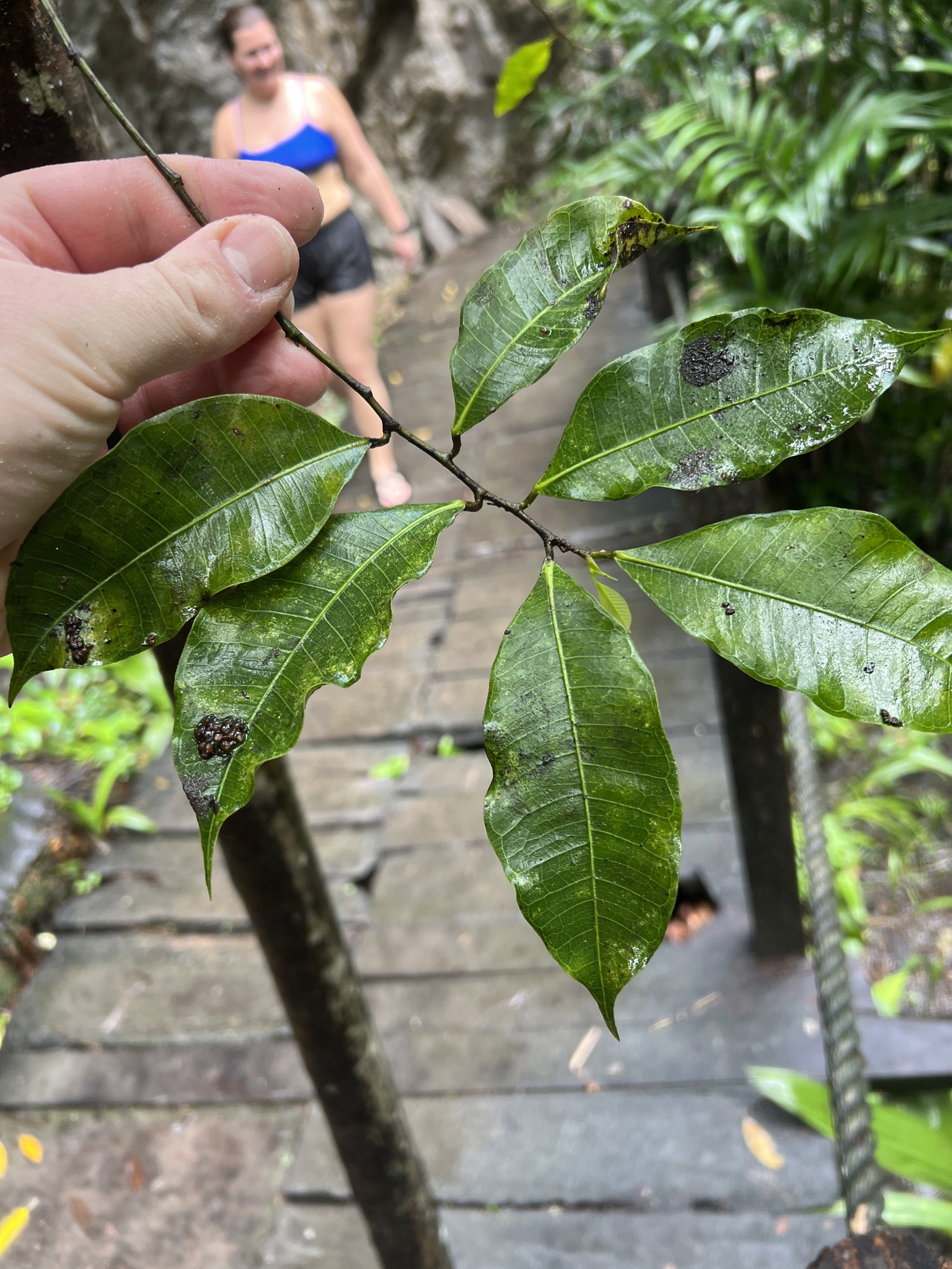 Maya nut