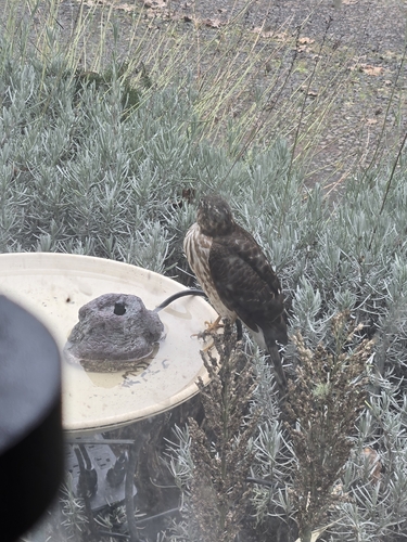 Sharp-shinned Hawk observed by mahonia_pumila