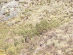 Psoralea arborescens