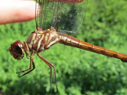 Red-tailed Skimmer (Orthemis schmidti)