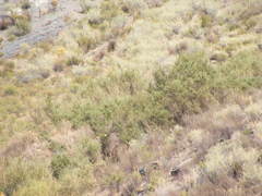 Psoralea arborescens