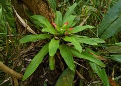 Nidularium innocentii