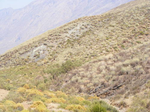 Image of Psoralea arborescens by (c) Charles Stirton, some rights reserved (CC BY-SA)
