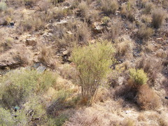 Psoralea arborescens