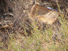 Psoralea arborescens