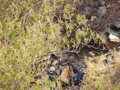 Psoralea arborescens