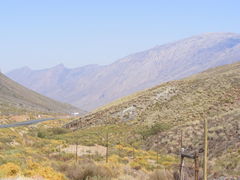 Psoralea arborescens