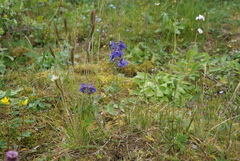 Delphinium middendorffii