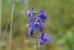 Delphinium middendorffii
