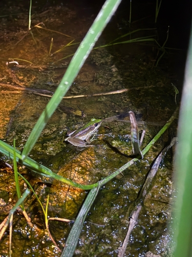 Hylarana erythraea